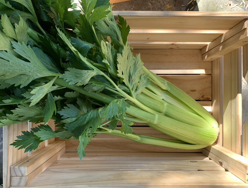 Celery