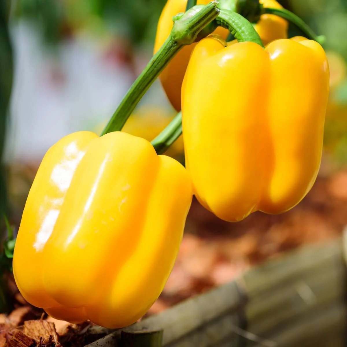 Capsicum Yellow