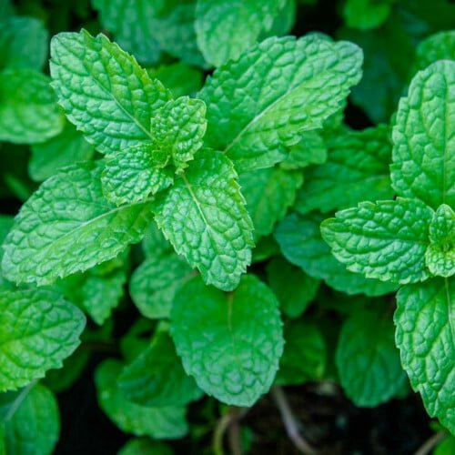 Mint Leaves