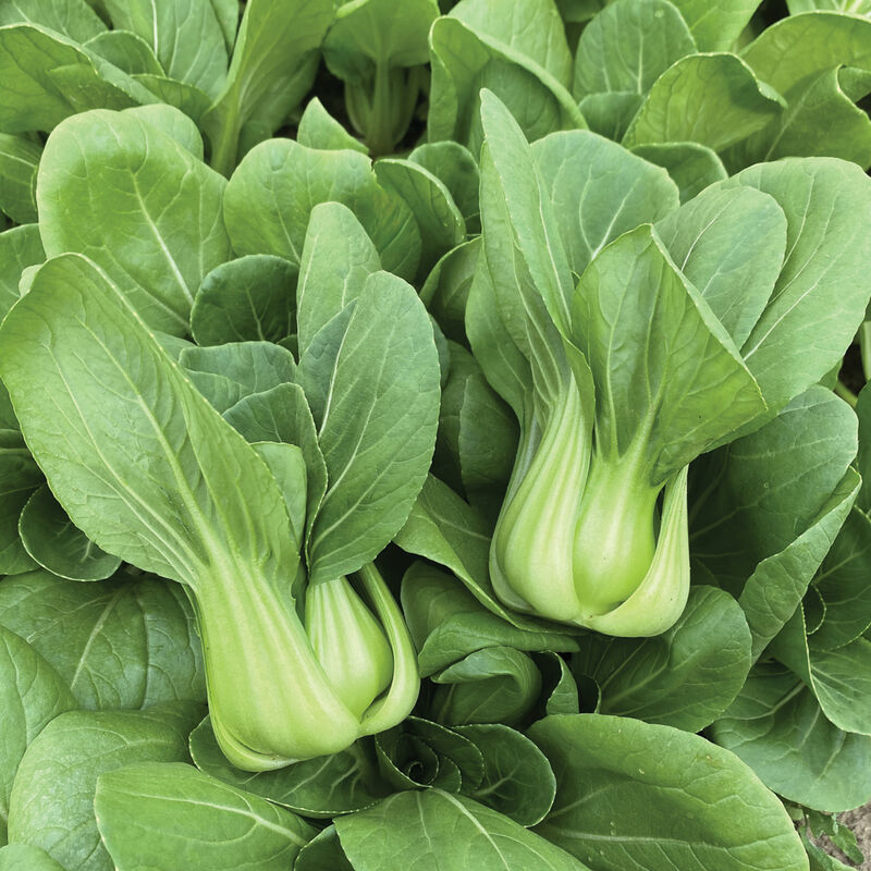Bok Choy