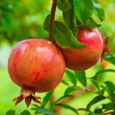 Pomegranate (Medium Siz)