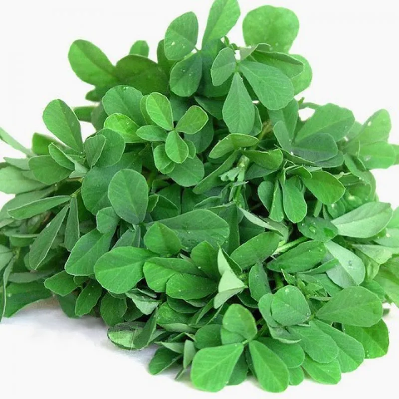 Methi (Fenugreek)