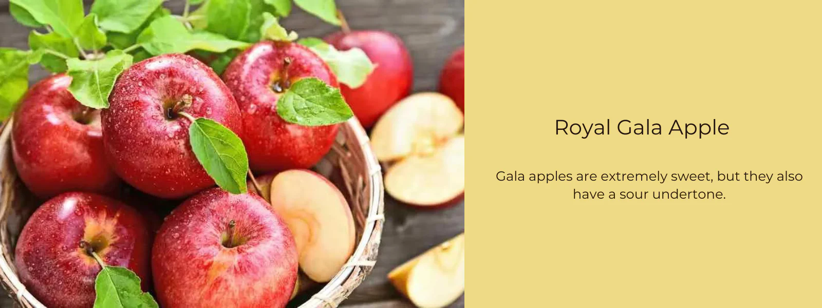 Apple Gala