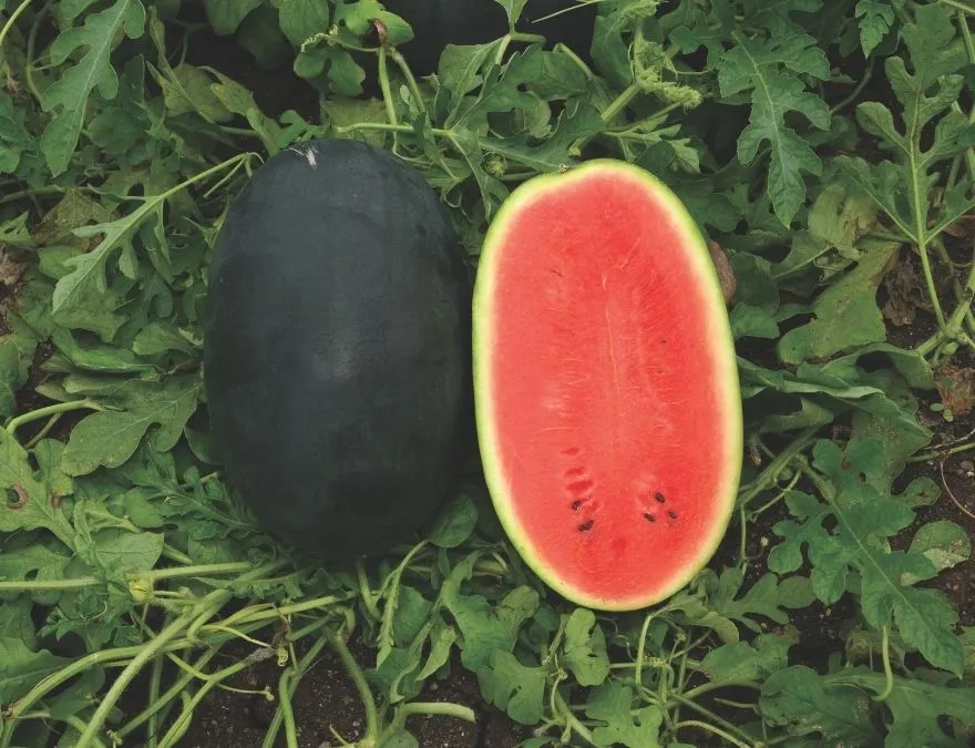 Watermelon Kiran